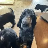 イングリッシュコッカースパニエル