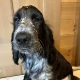 イングリッシュコッカースパニエル