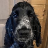 イングリッシュコッカースパニエル