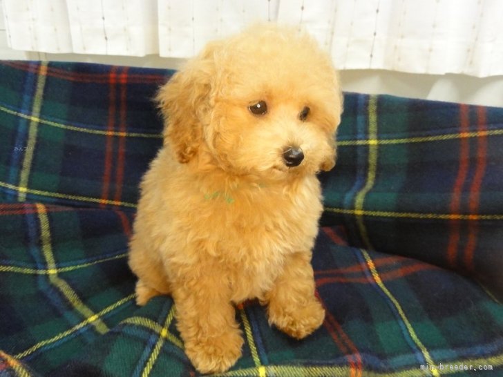 三浦博明ブリーダーのブログ：トイ・プードルの子犬：『ジョアン』の子供　ミドリちゃん