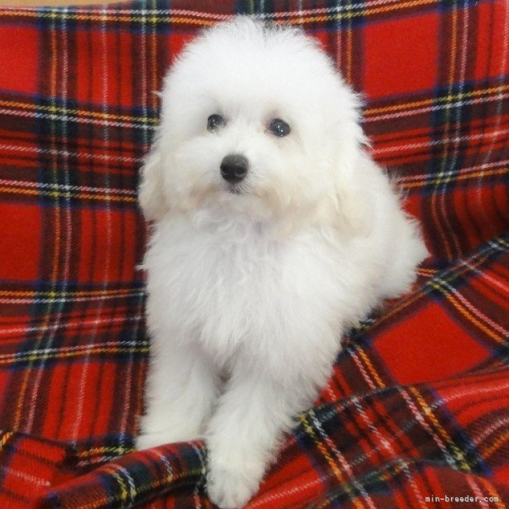 ブリーダー画像