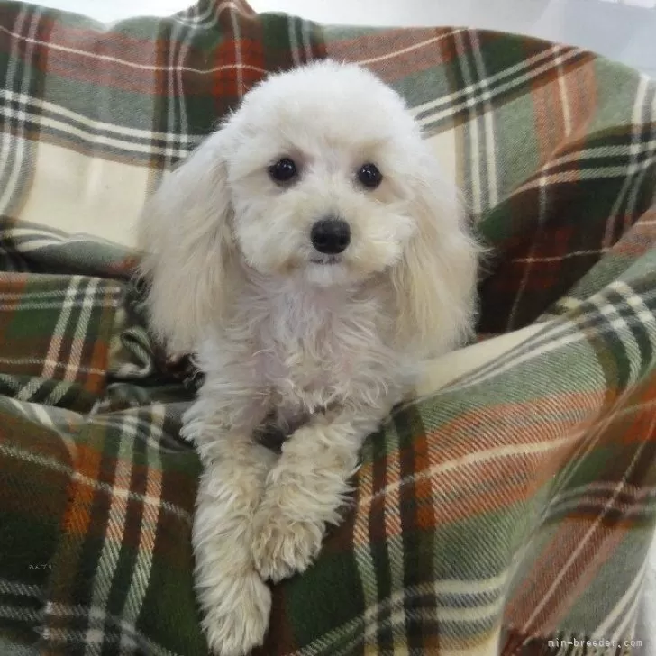 ID：2501-02658の子犬