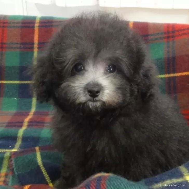 タイニープードル【宮城県・女の子・2025年8月8日・シルバー】の写真1