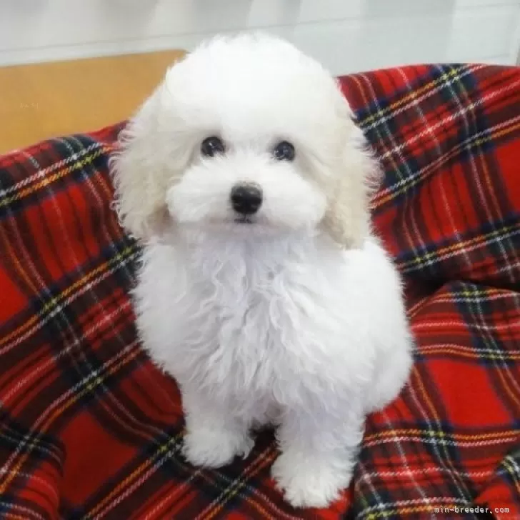 アヤ 様のお迎えした子犬