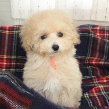 トイプードル(タイニー)【宮城県・女の子・2025年10月6日・クリーム】の写真「小っちゃくて甘えっこ、クリーム色のお姫様」