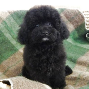 トイプードル(トイ)【宮城県・男の子・2025年8月7日・ブルー】の写真「おっとりして優しい、穏やかな性格の男の子！」