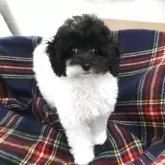 タイニープードル