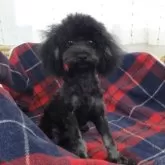 タイニープードル