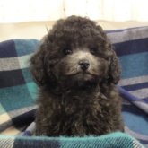 トイプードル(タイニー)