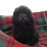 タイニープードル
