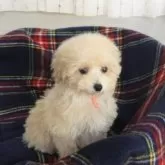 タイニープードル【宮城県・女の子・2025年10月6日・クリーム】の写真2