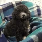 タイニープードル【宮城県・男の子・2025年9月19日・シルバー】の写真2