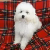 タイニープードル【宮城県・女の子・2025年8月8日・ホワイト】の写真3