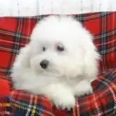 タイニープードル【宮城県・女の子・2025年8月8日・ホワイト】の写真5