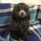 タイニープードル【宮城県・男の子・2025年9月19日・シルバー】の写真6