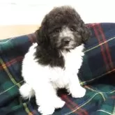 タイニープードル【宮城県・男の子・2025年9月19日・ホワイト&グレー】の写真6