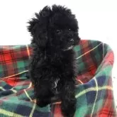 タイニープードル【宮城県・女の子・2025年10月6日・ブラック】の写真7