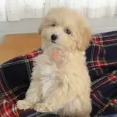 タイニープードル【宮城県・女の子・2025年10月6日・クリーム】の写真7