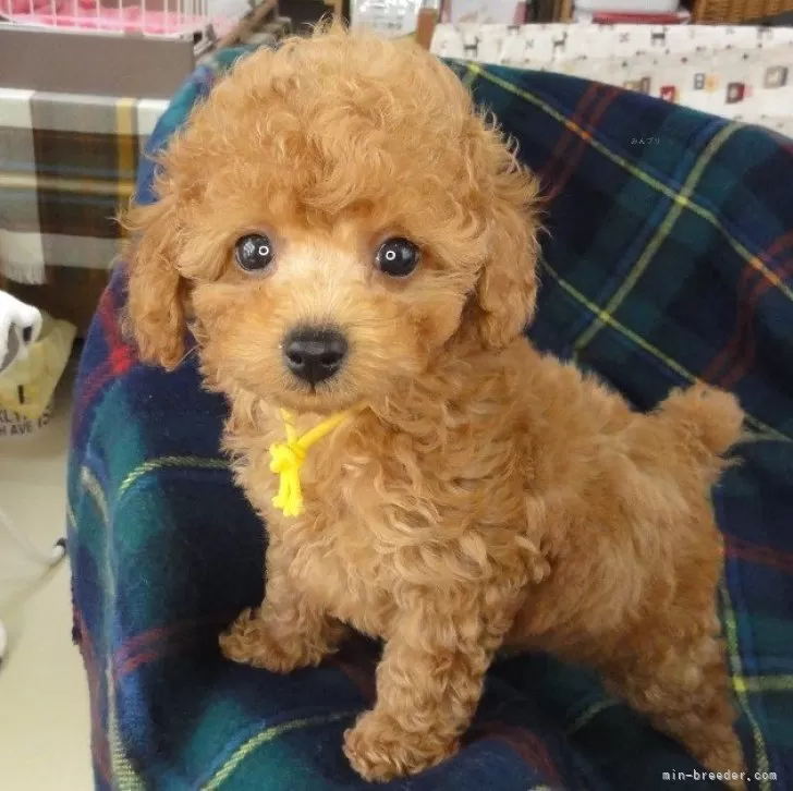 ID:2406-02240の子犬