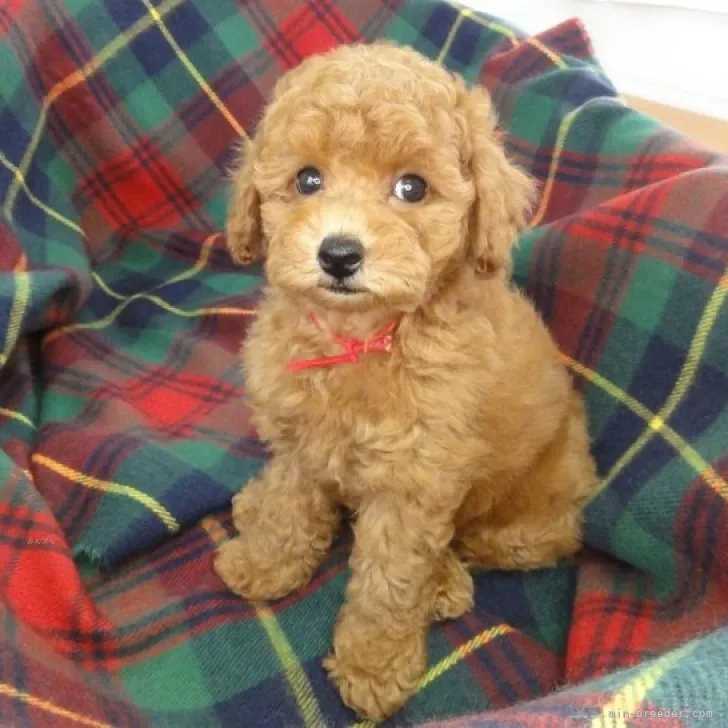 ID：2309-05135の子犬