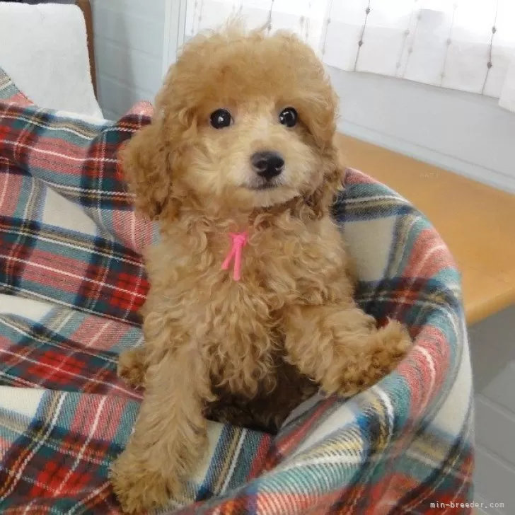 ID：2407-03784の子犬