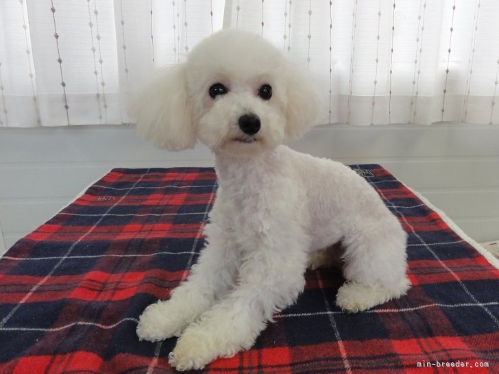 タイニープードル【・女の子・2022年7月17日・ホワイト】