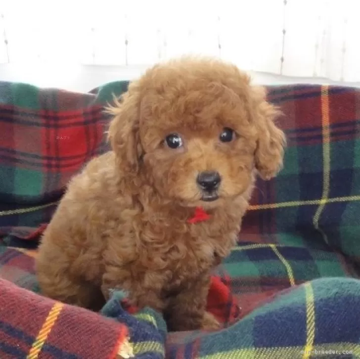 ID:2405-06386の子犬