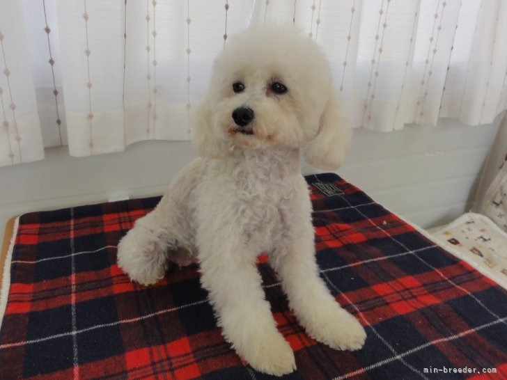 トイプードル(トイ)【・女の子・2020年1月29日・ホワイト】