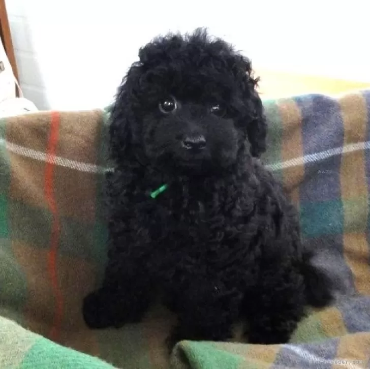 ID:2407-01744の子犬