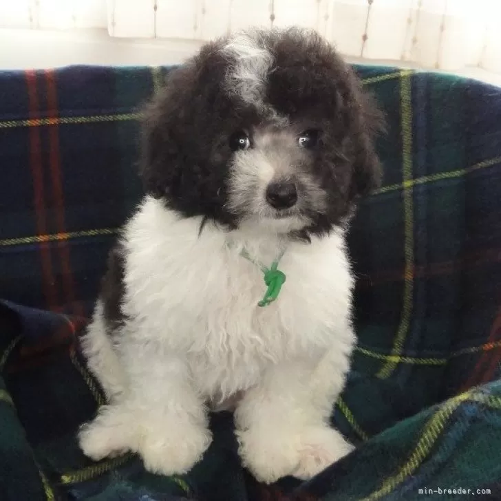 ID：2406-03306の子犬