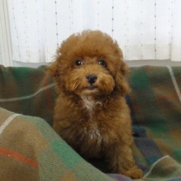 トイプードル(トイ)【宮城県・男の子・2024年5月3日・レッド】の写真「おっとりして優しい、穏やかな性格の男の子！」