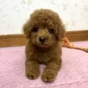トイプードル(トイ)【静岡県・男の子・2025年7月11日・レッド】の写真10