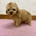 タイニープードル【静岡県・女の子・2025年10月16日・アプリコット】の写真12