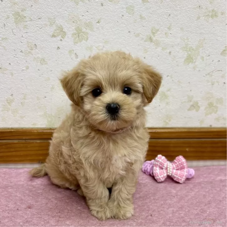 ID:2509-04763の子犬
