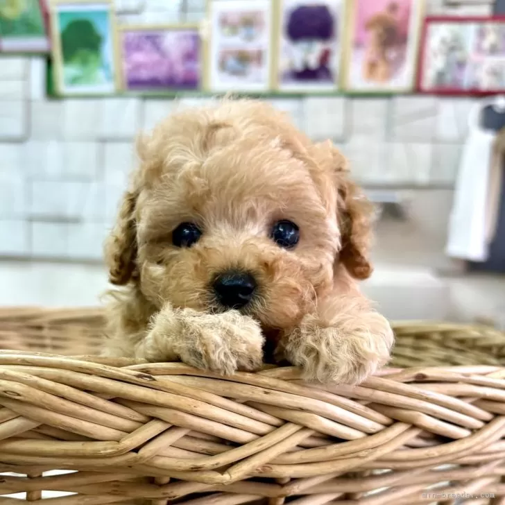 タイニープードル【静岡県・男の子・2025年10月7日・アプリコット】の写真1
