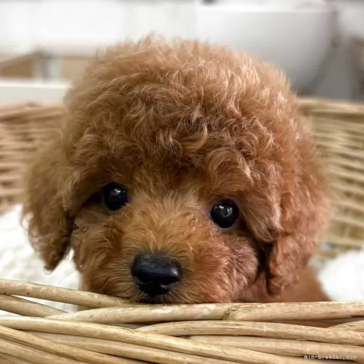 ID:2508-08131の子犬