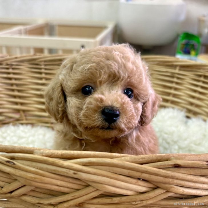 ブリーダー画像