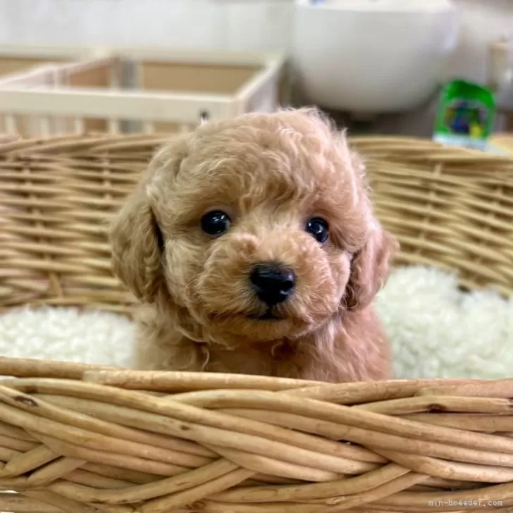 トイプードル(トイ)【静岡県・男の子・2025年10月5日・アプリコット】の写真1