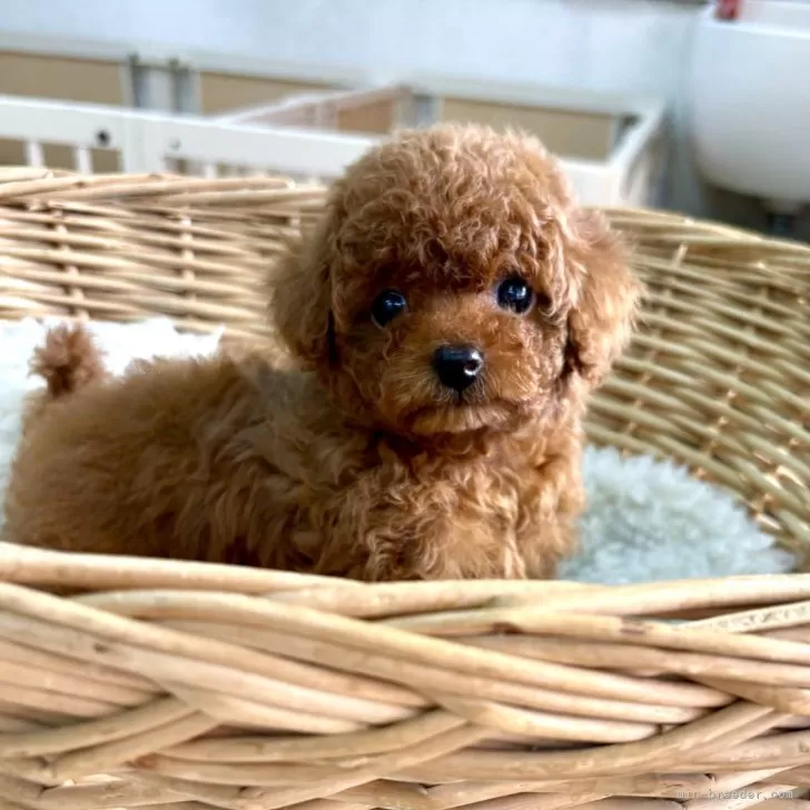 ID:2503-01717の子犬