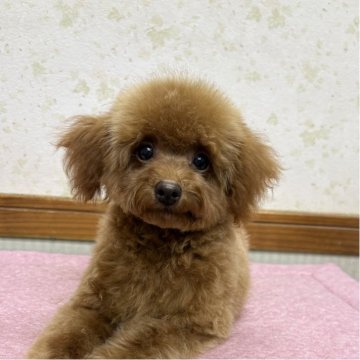 タイニープードル【静岡県・男の子・2025年7月11日・レッド】の写真「離れ目ちゃん、お顔の可愛い男の子♪」