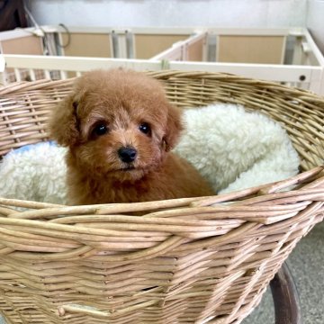 トイプードル(ティーカップ)【静岡県・男の子・2024年9月13日・レッド】の写真「ワンちゃんも人が大好き♡お顔の可愛い男の子♪」