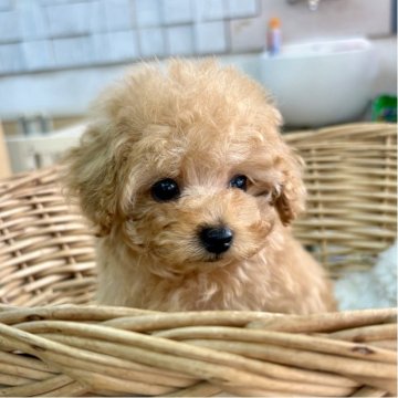 トイプードル(タイニー)【静岡県・男の子・2025年10月7日・アプリコット】の写真「クリクリお目々のお顔の可愛い男の子♪」