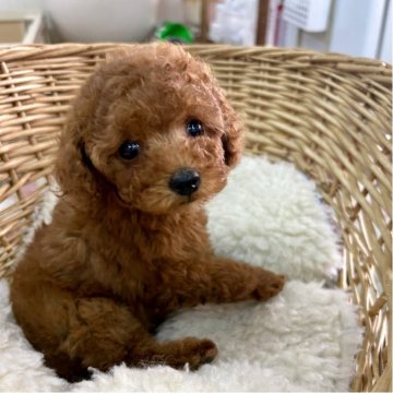 トイプードル(タイニー)【静岡県・女の子・2025年10月14日・レッド】の写真「タレ目ちゃん♡お顔の可愛い女の子♪」