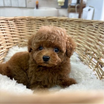 トイプードル(タイニー)【静岡県・男の子・2025年7月11日・レッド】の写真「コロンとしたお顔の可愛い男の子♪」