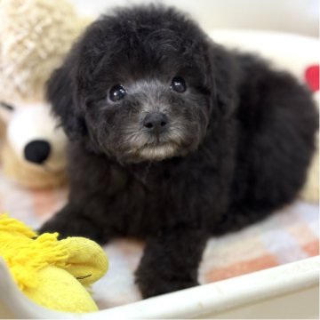 トイプードル(ティーカップ)【静岡県・女の子・2025年3月15日・シルバー(グレー)】の写真「両親シルバー♡お顔が可愛い女の子♪」