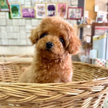 トイプードル(タイニー)【静岡県・男の子・2024年11月7日・アプリコット】の写真「離れ目ちゃん♡お顔の可愛い男の子♪」