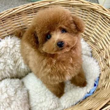 トイプードル(ティーカップ)【静岡県・女の子・2024年11月7日・レッド】の写真「お顔の可愛いコンパクトな女の子♪」