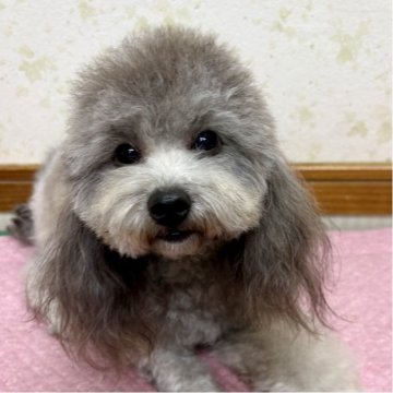 トイプードル(トイ)【静岡県・男の子・2024年11月3日・シルバー(グレー)】の写真「可愛いお顔♪ 去勢手術済みです」
