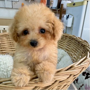 トイプードル(ティーカップ)【静岡県・女の子・2025年10月7日・アプリコット】の写真「お鼻がキュッと短い美少女ちゃん♪」