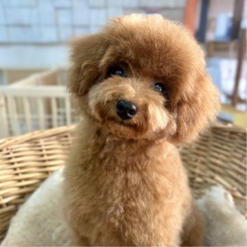 トイプードル(タイニー)【静岡県・男の子・2025年6月20日・レッド】の写真「大きな瞳♡お顔の可愛い男の子♪」